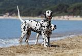 DALMATIEN 195